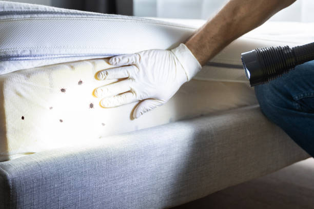 Best Termite Control Services  in Freeland, PA